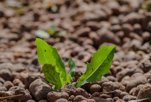 keramzitas argex leca liapor fibo